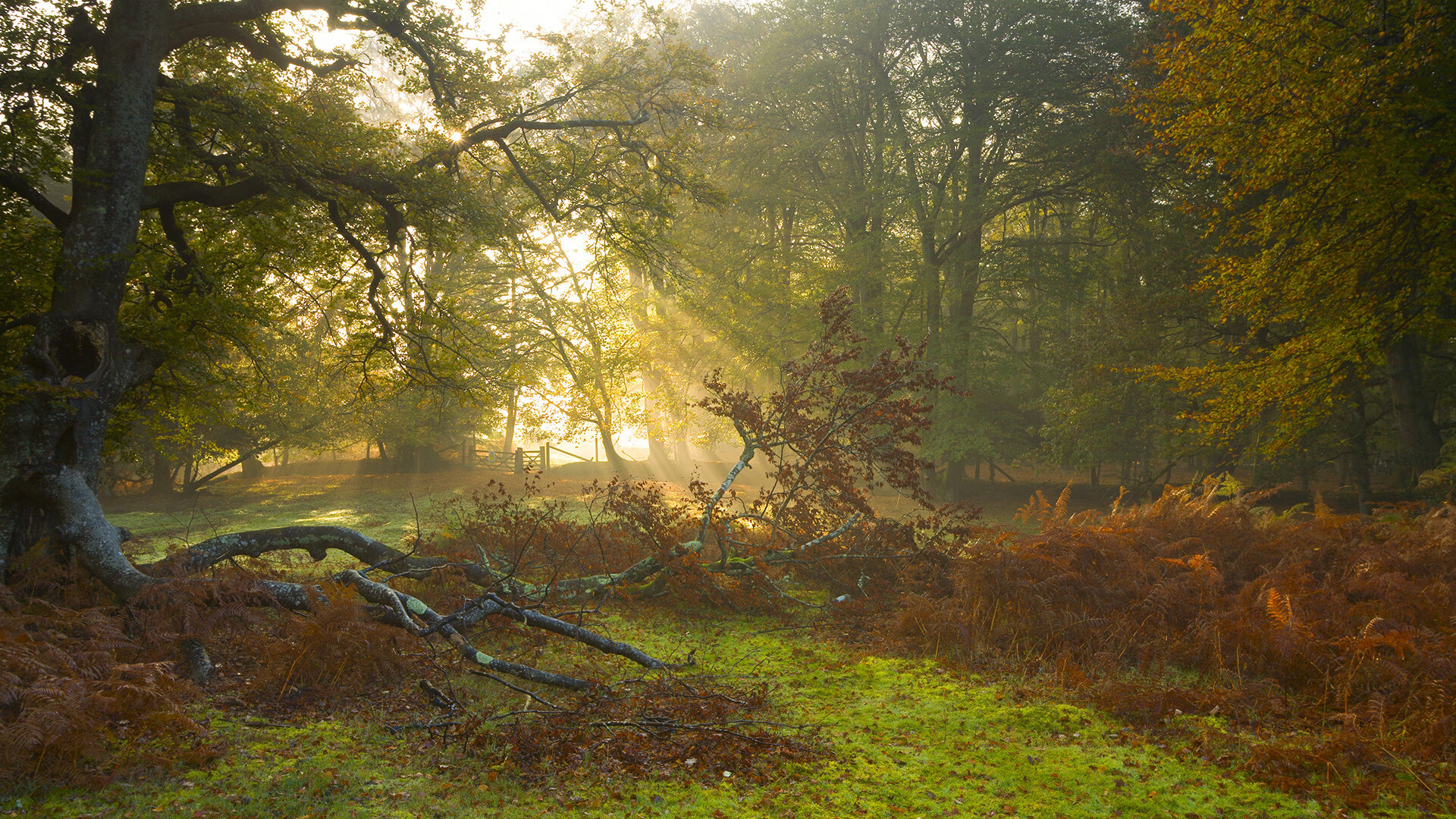 “费尔南多·比亚尔巴的球技突破，引领阿根廷美洲狮队走向辉煌”